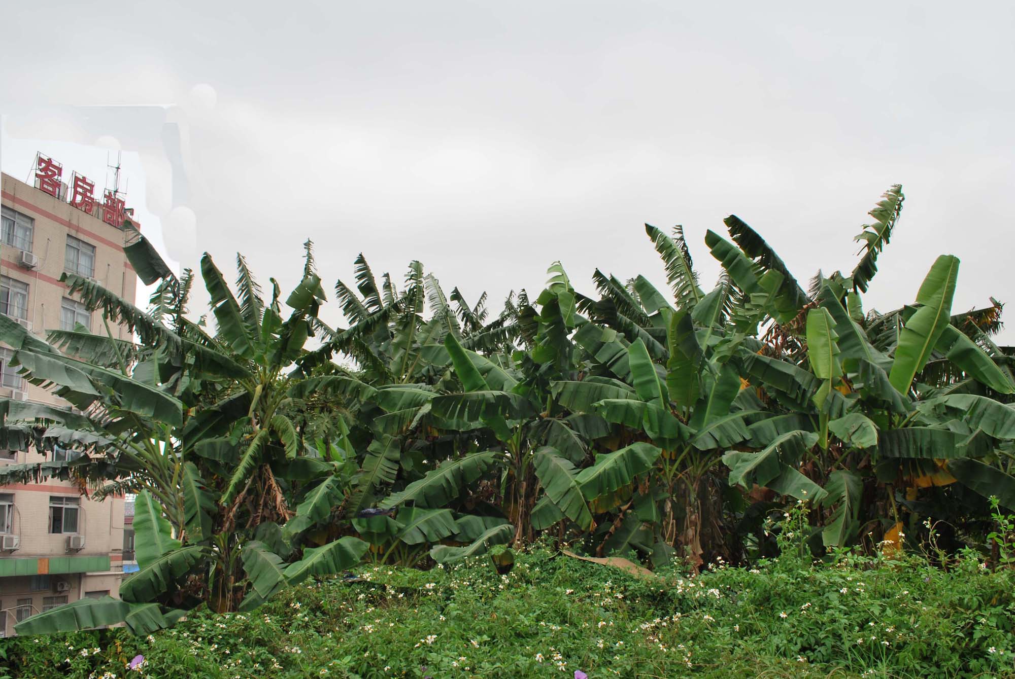 DSC_uo1527 - ����.jpg