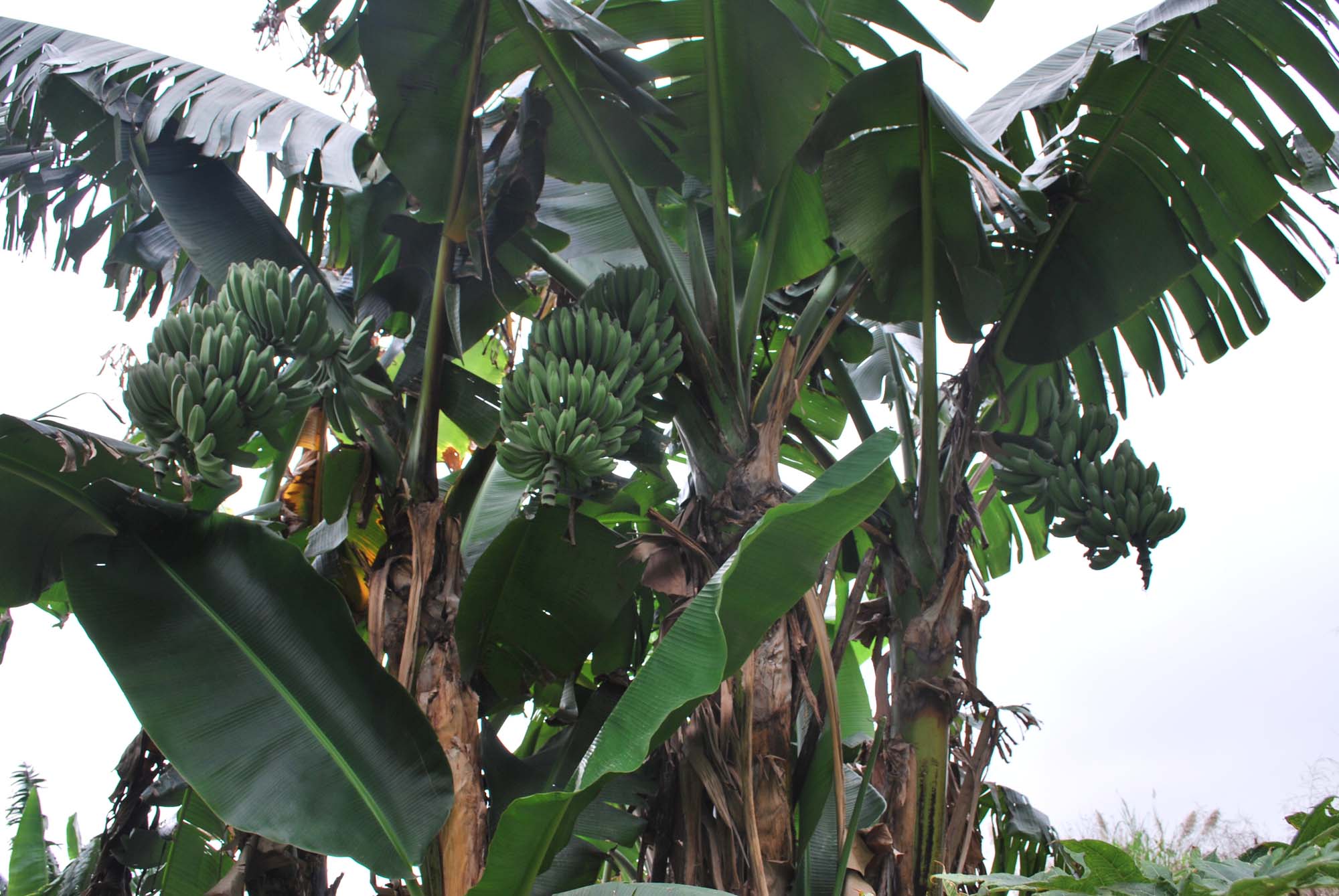 DSC_1510 - ����.JPG