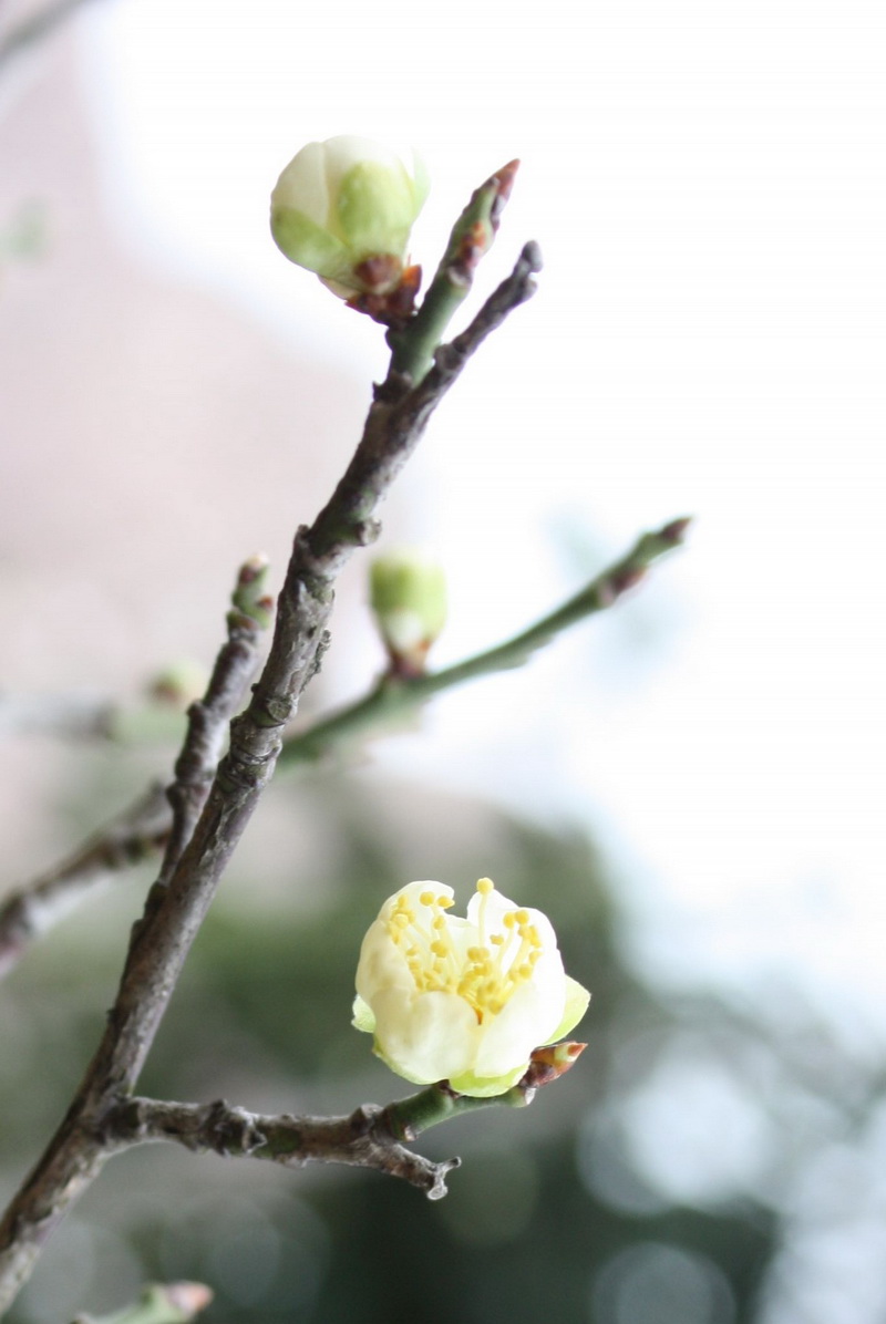 2013.1.8 015_conew1.jpg