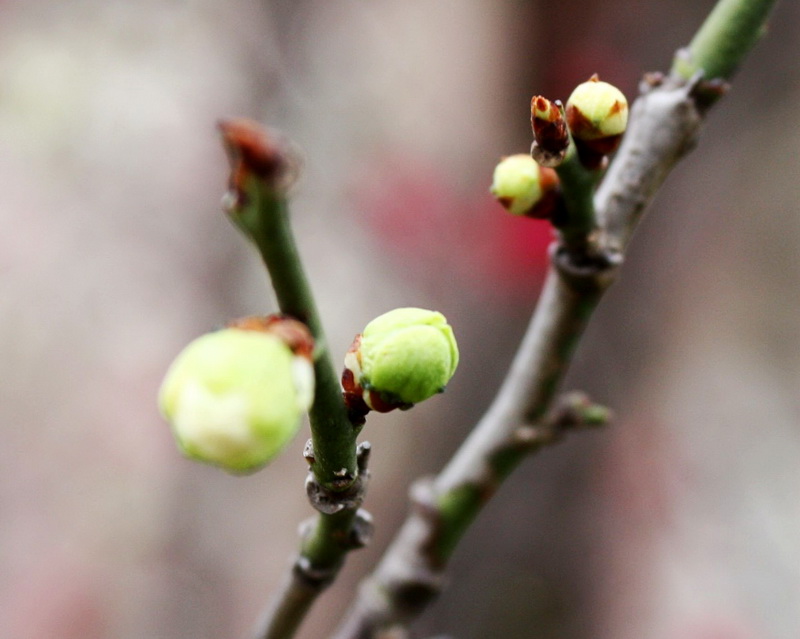 2013.1.8 017_conew1.jpg