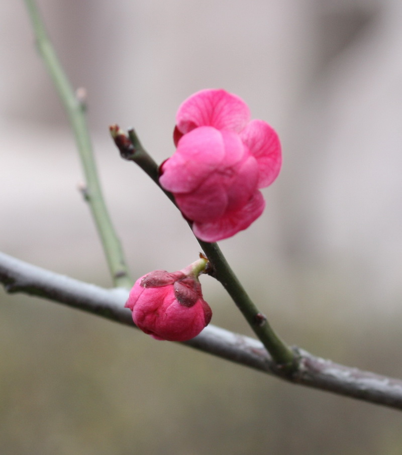 2013.1.8 026_conew1.jpg