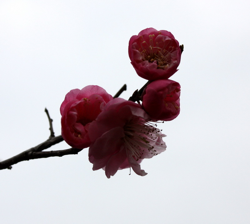 2013.1.8 091_conew1.jpg