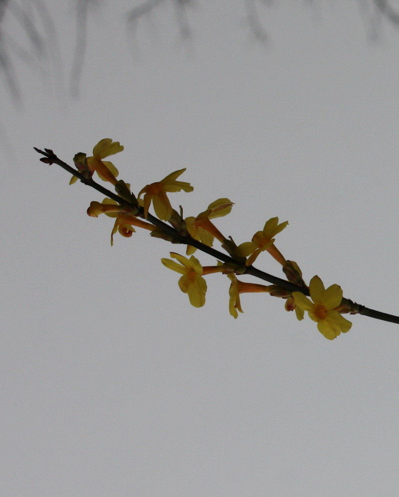 2013.1.8 047_conew1.jpg