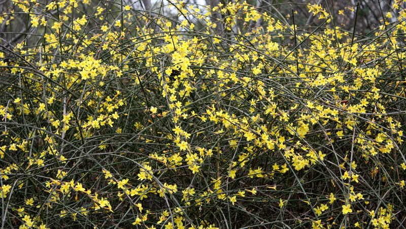 2013.1.8 044_conew1.jpg