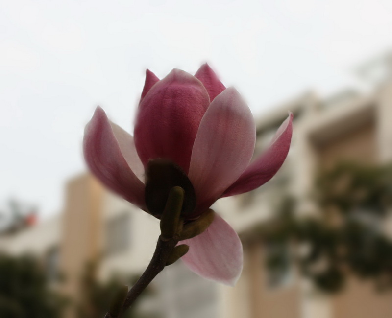 2013.1.8 005_conew1.jpg