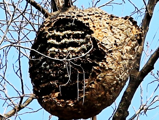 ���ѵ��ڲ��ṹ