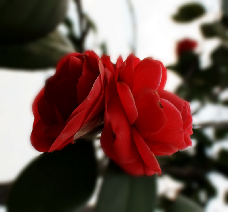 2013.1.8 015_conew1.jpg