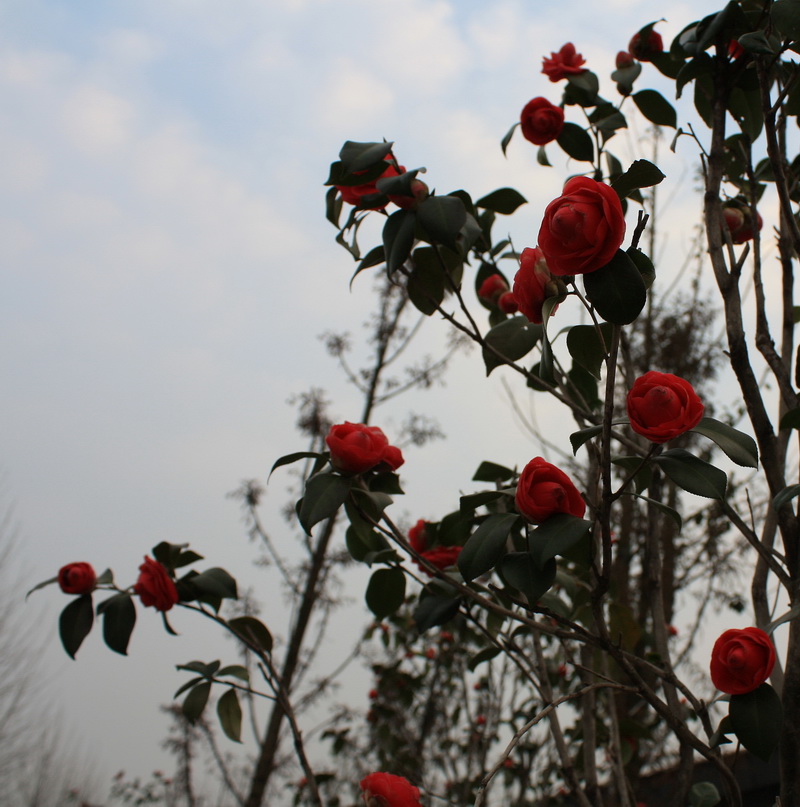 2013.1.8 017_conew1.jpg