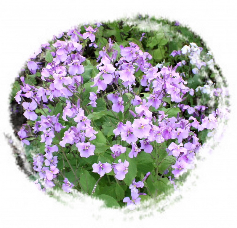 2013.1.8 061_conew1.jpg