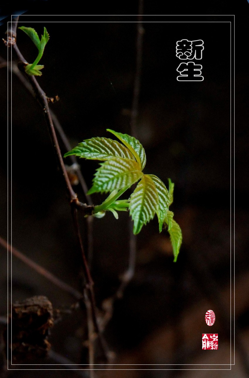 ���� ���� DSC_0489_conew2.JPG