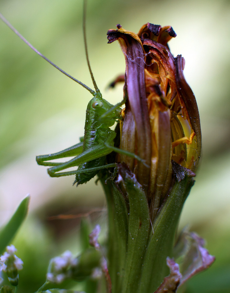 IMG_9603 ����.jpg