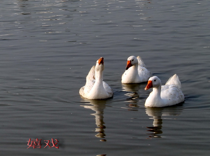 ����Ϸ����ѧ���� ���㡿IMG_1272.jpg