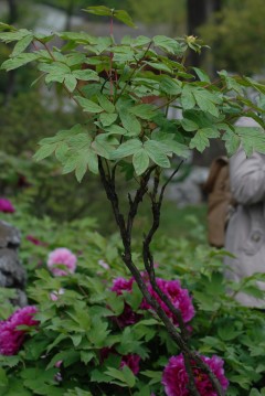 ���� DSC_1435_conew1.JPG