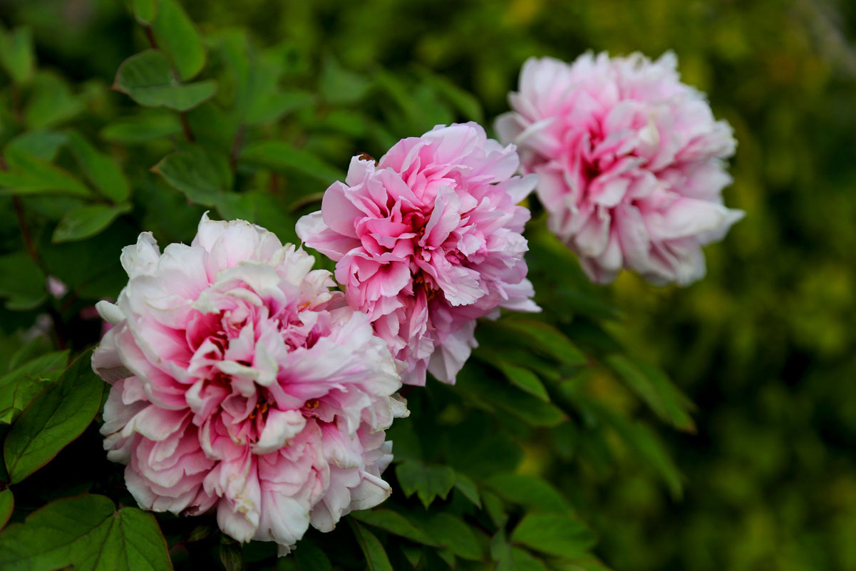 �価�к�ʼ�·�