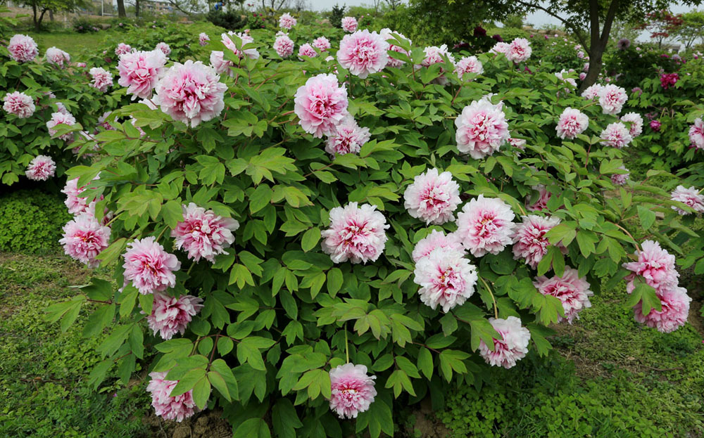 ����������