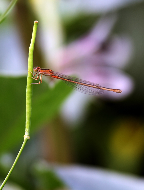 IMG_9816 ����.jpg