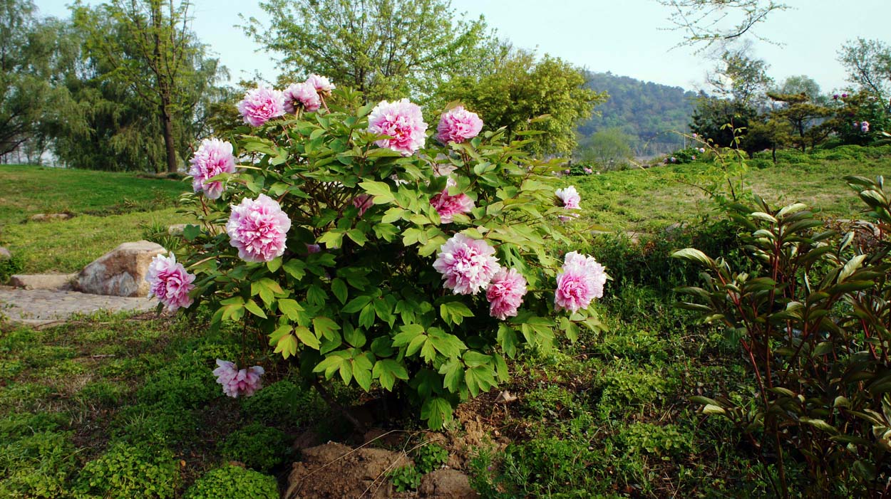 ���� DSC05512.JPG