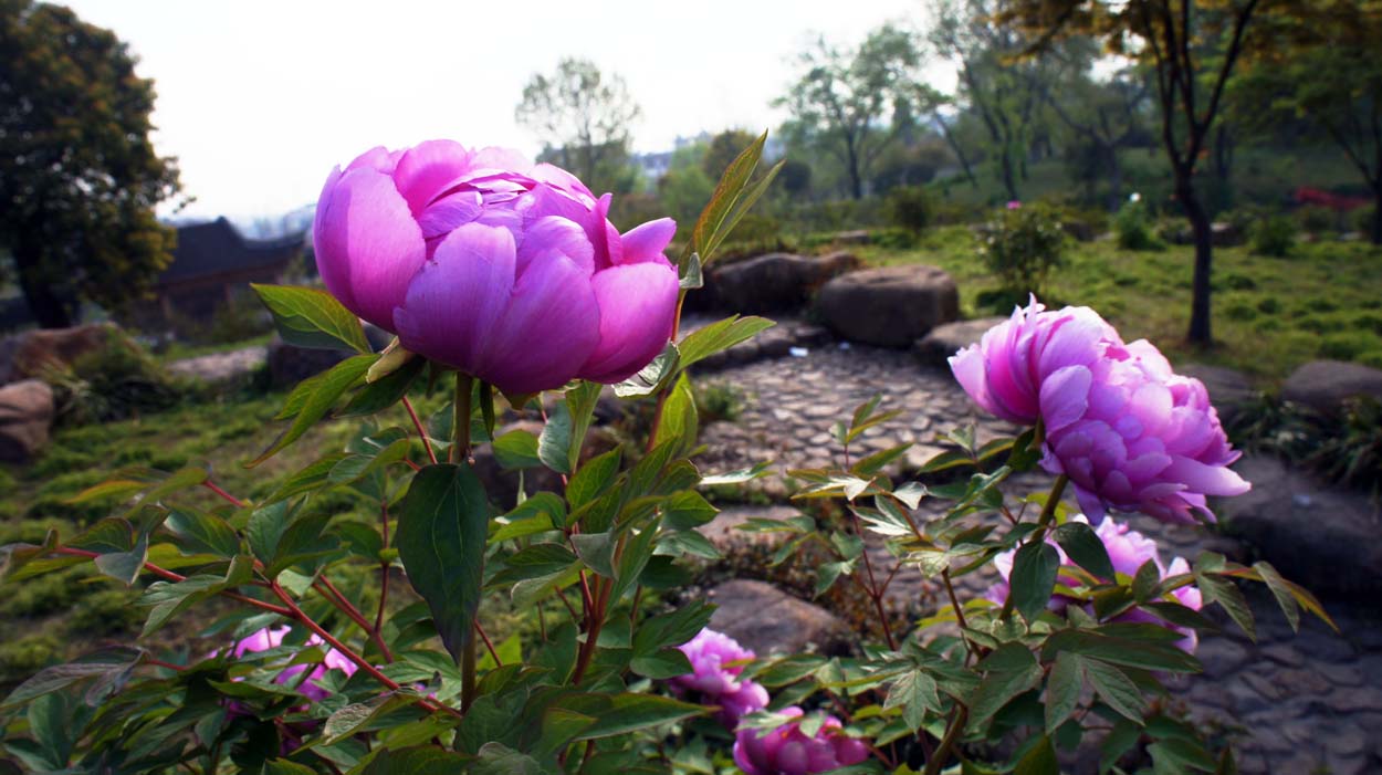 ���� DSC05529.JPG