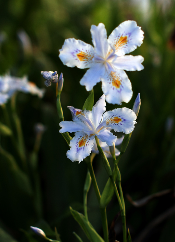 IMG_0217 ����.jpg