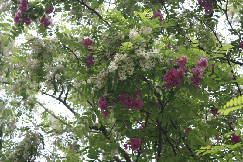 2.13.4.8��ʯ��԰ 070_conew2.jpg