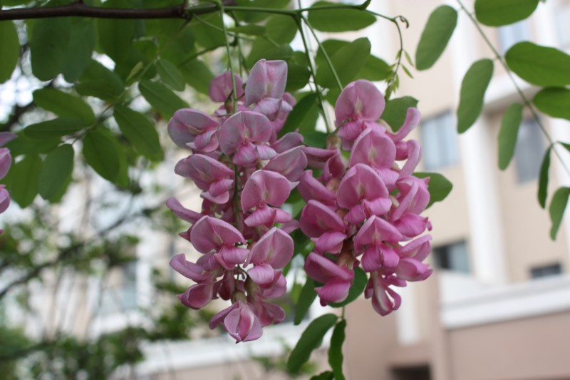 2.13.4.8��ʯ��԰ 079_conew2.jpg