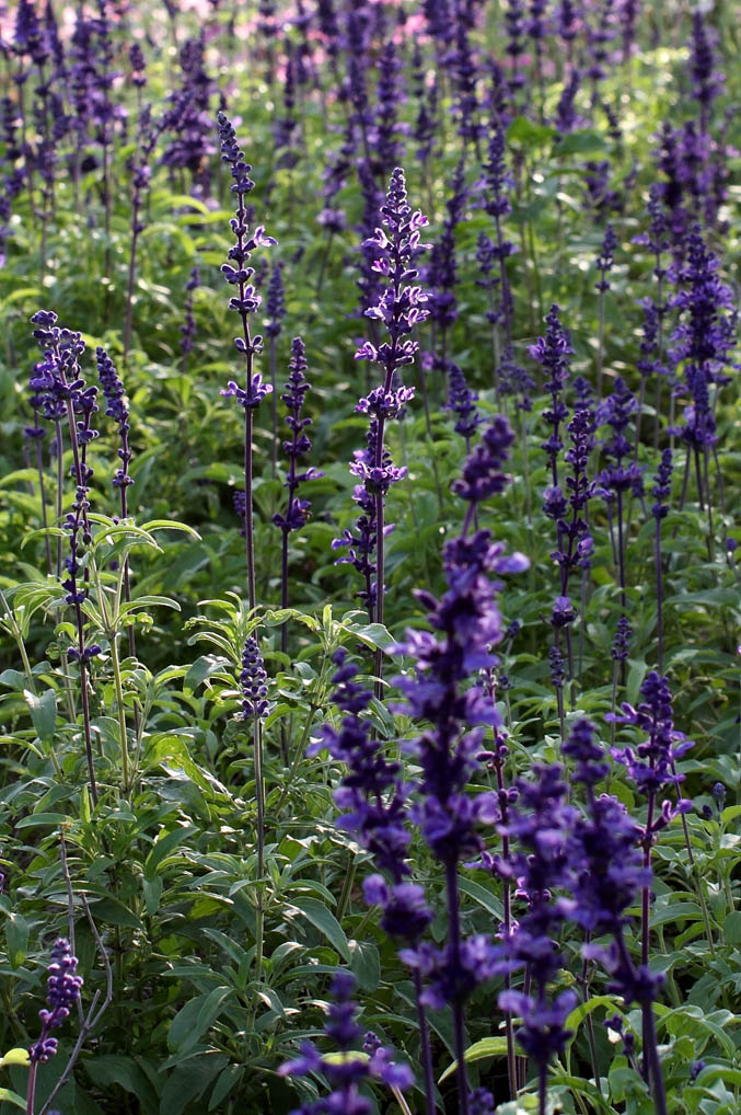 IMG_0431 ����.jpg