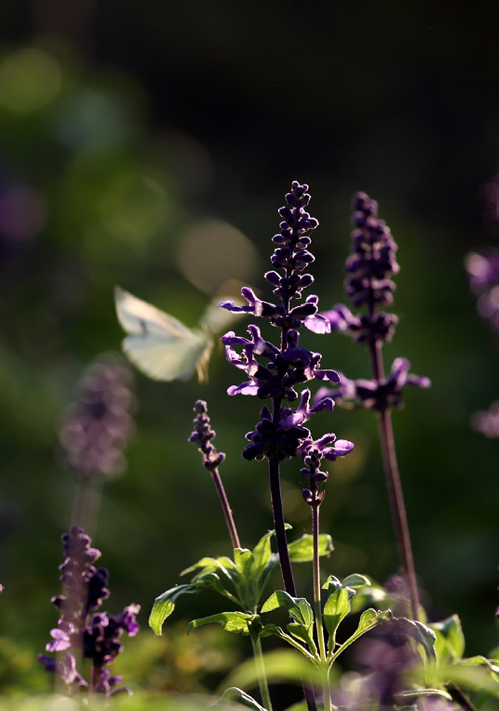 IMG_0432 ����.jpg