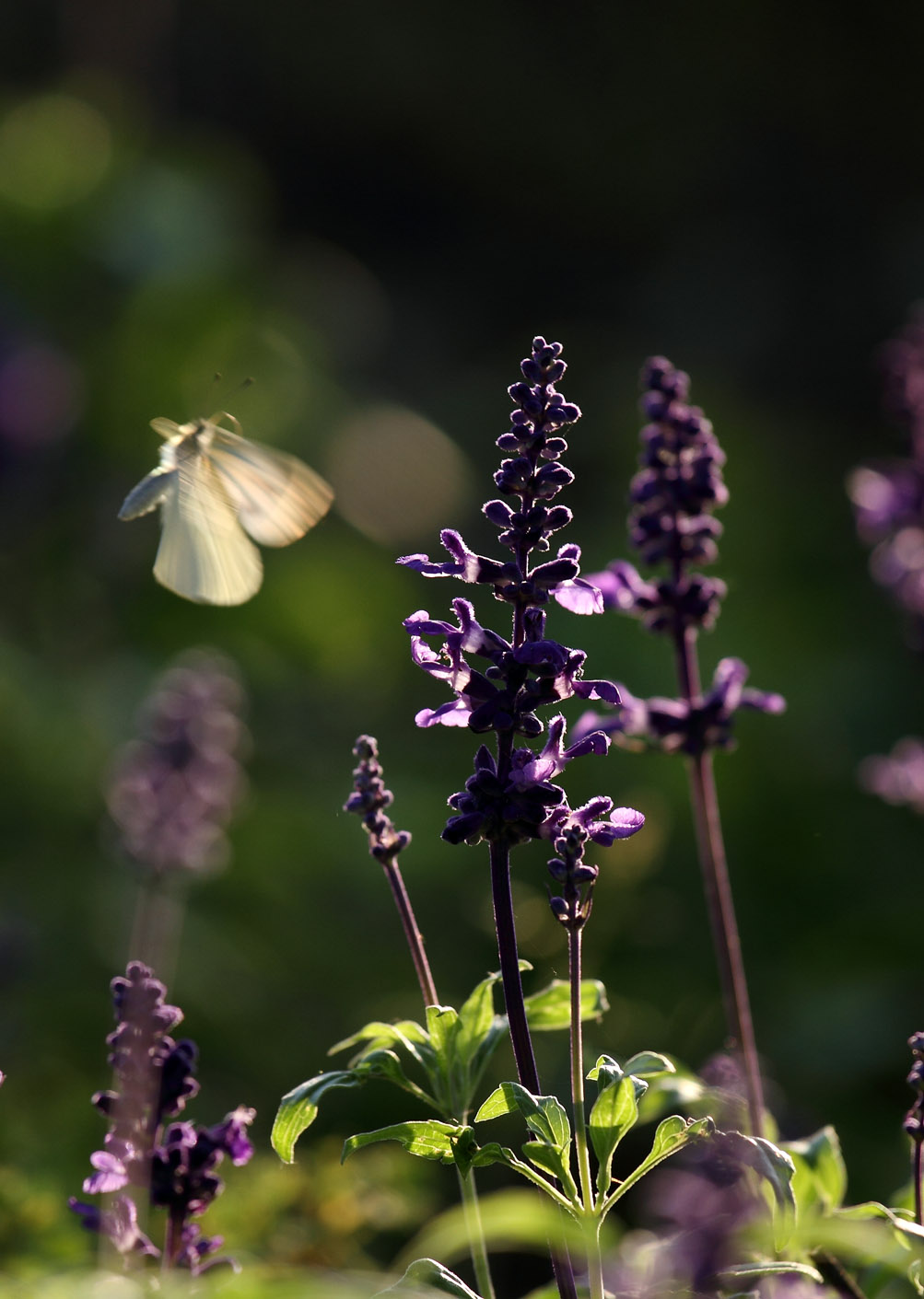 IMG_0433 ����.jpg