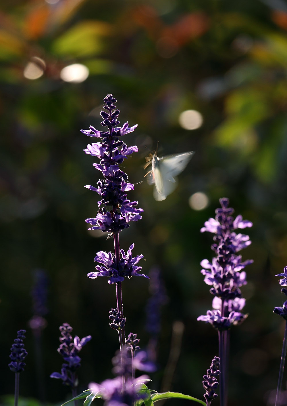 IMG_0434 ����.jpg