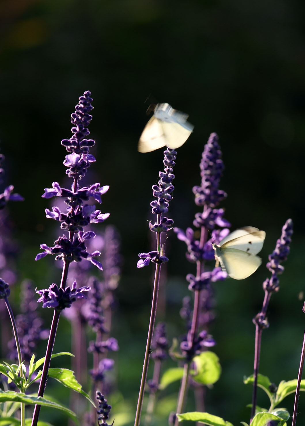 IMG_0436 ����.jpg