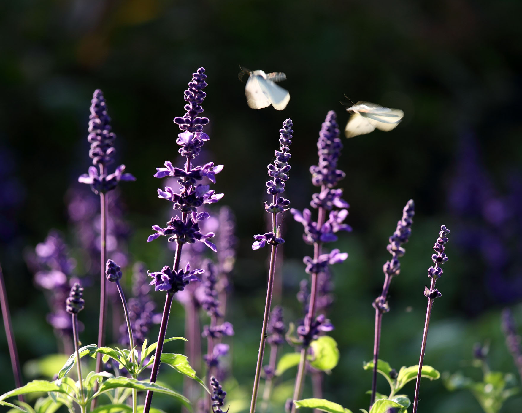 IMG_0437 ����.jpg