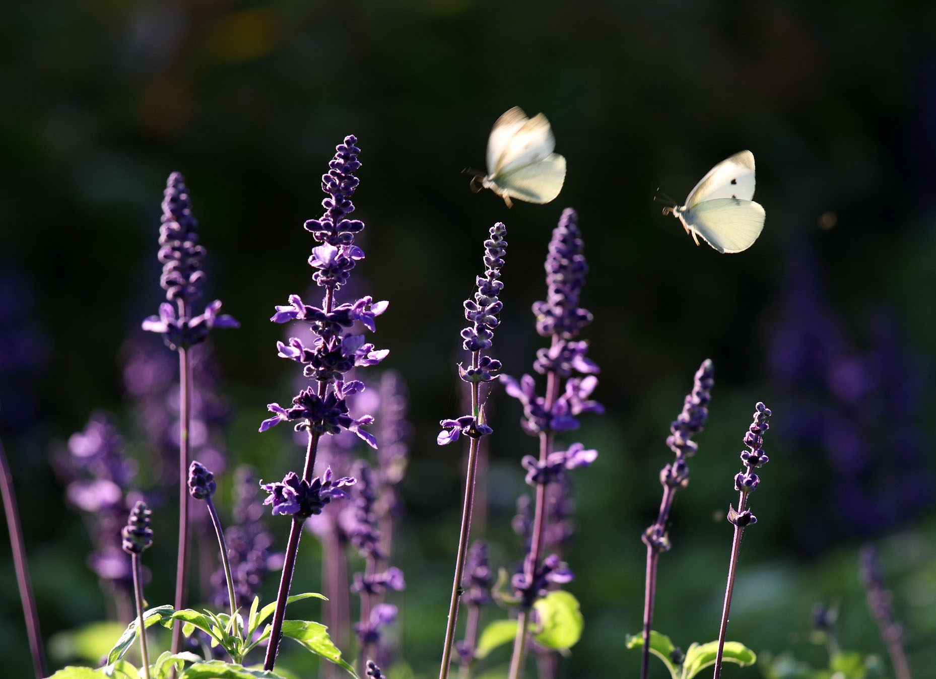 IMG_0439 ����.jpg