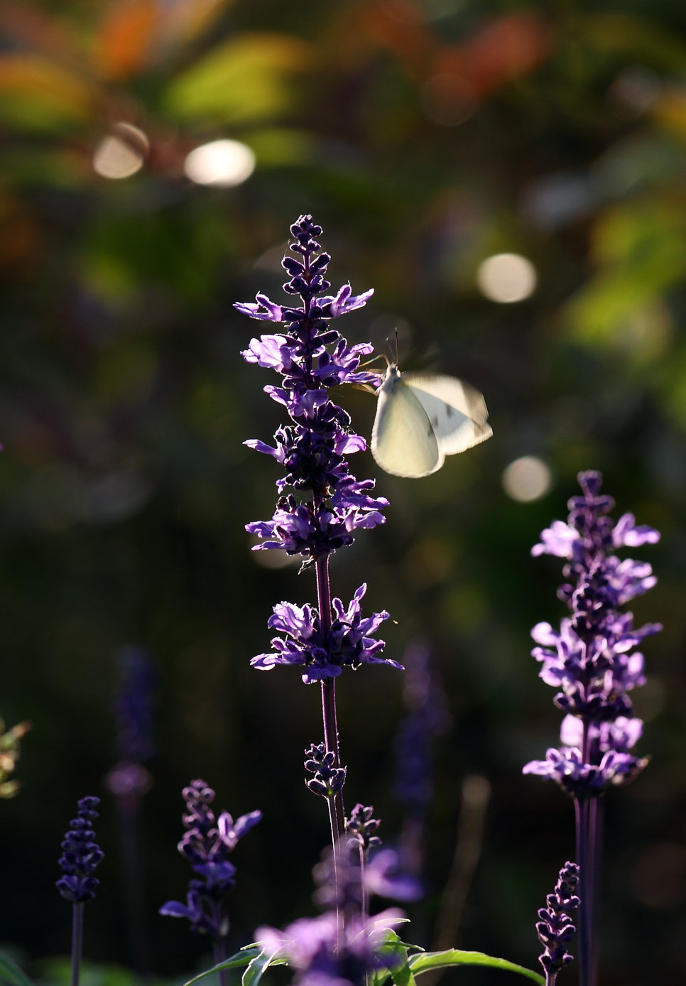 IMG_0440 ����.jpg