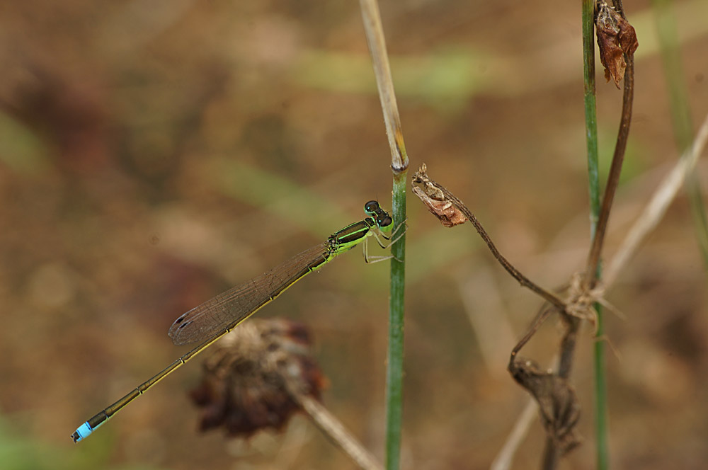 DSC09128 - ����.JPG