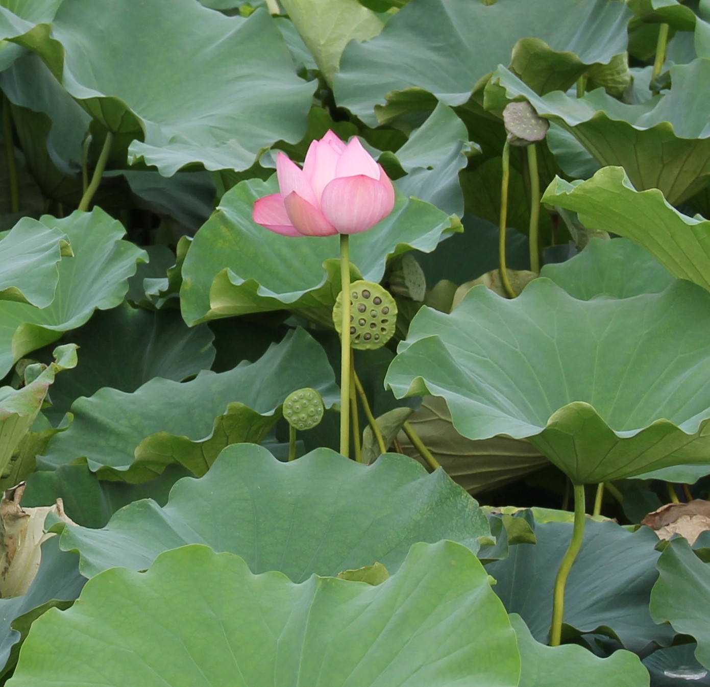 ��Ƭ 018_conew2.jpg