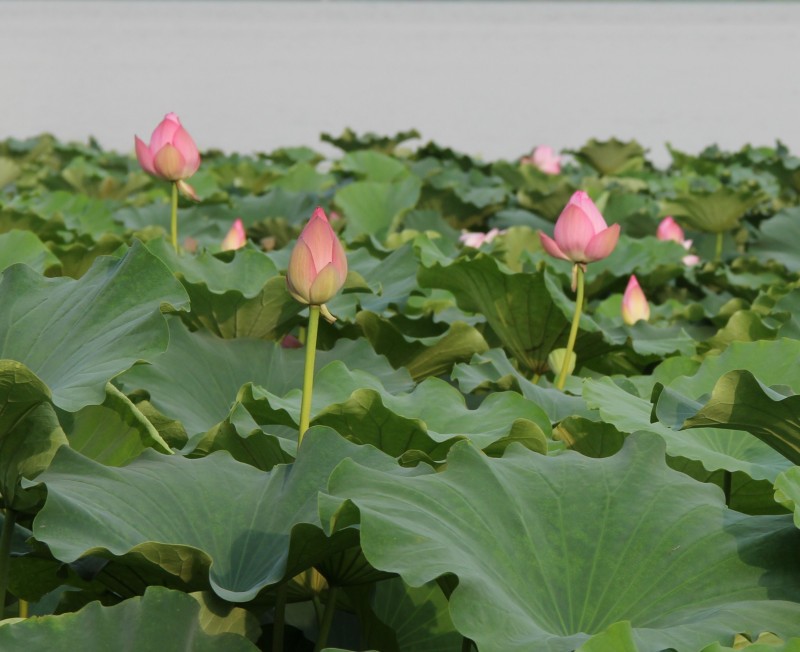 ��Ƭ 010_conew4.jpg