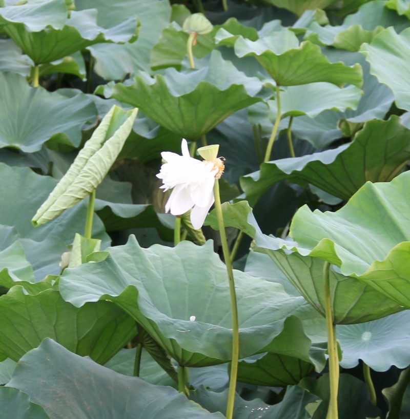 ��Ƭ 021_conew4.jpg