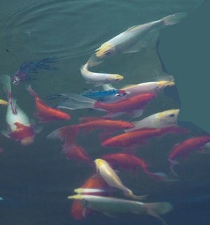 ���� ���� 13283085zkx8ivkn8hieex_conew1.jpg