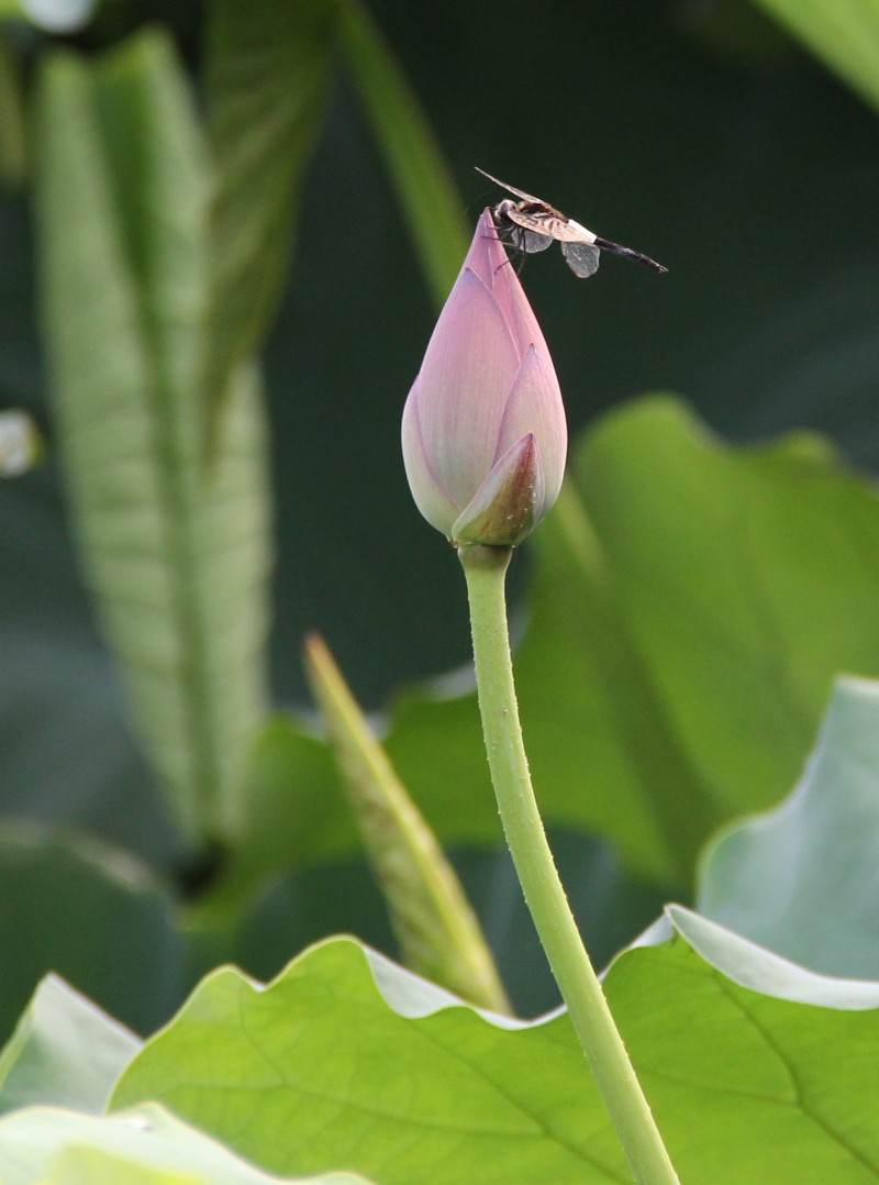 ��Ƭ 059_conew2.jpg