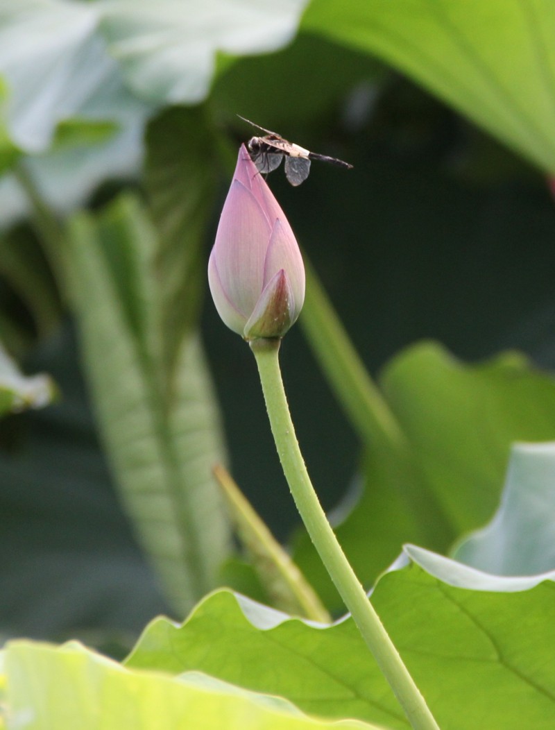 ��Ƭ 060_conew2.jpg