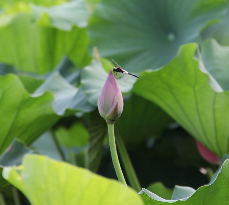 ��Ƭ 064_conew2.jpg