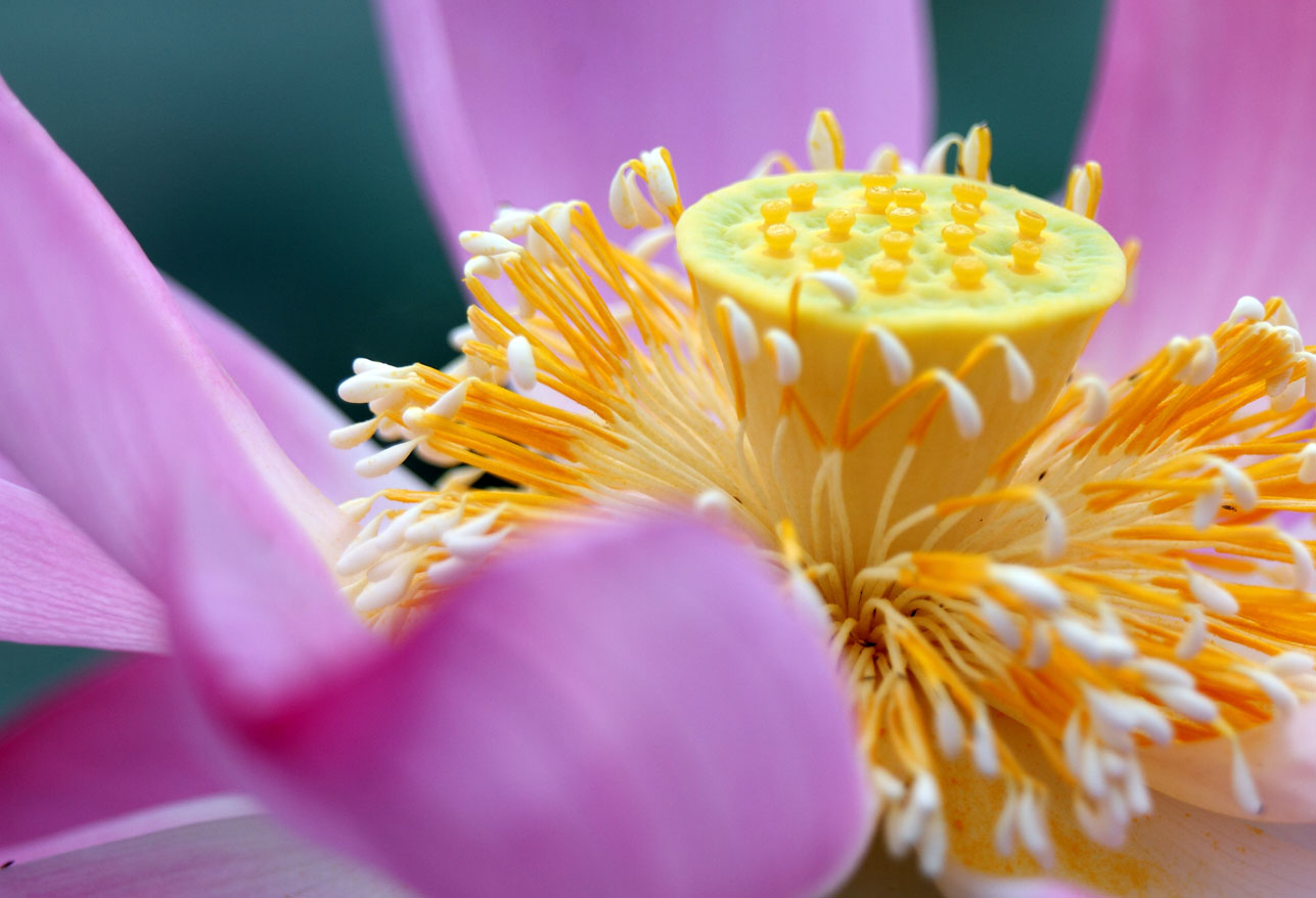 IMG_1098 ����.jpg