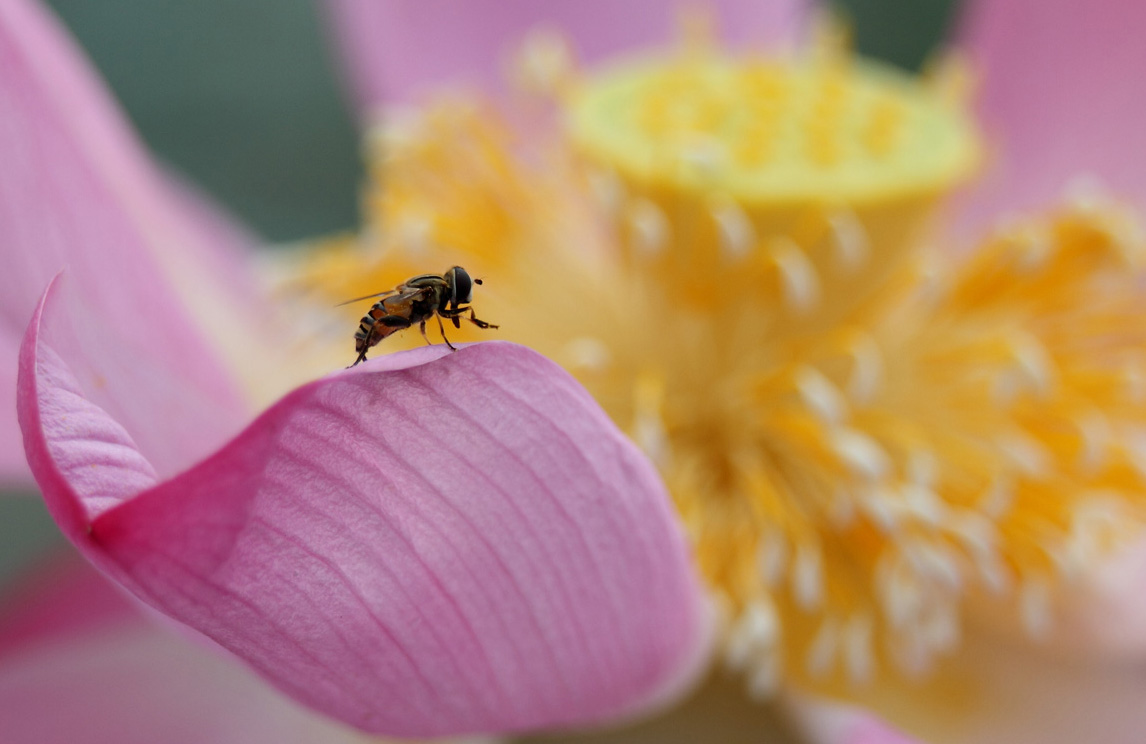 IMG_1150 ����.jpg