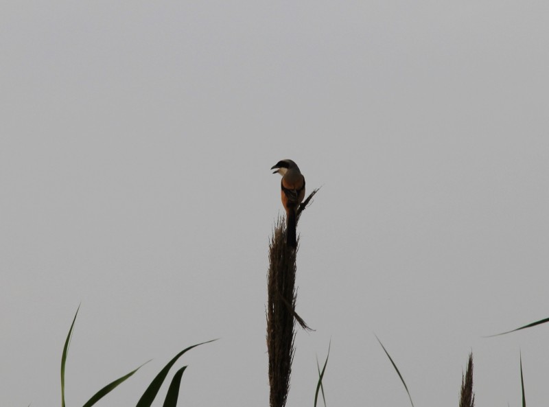 һֻ��������� (1).jpg