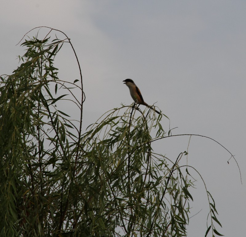 һֻ��������� (3).jpg