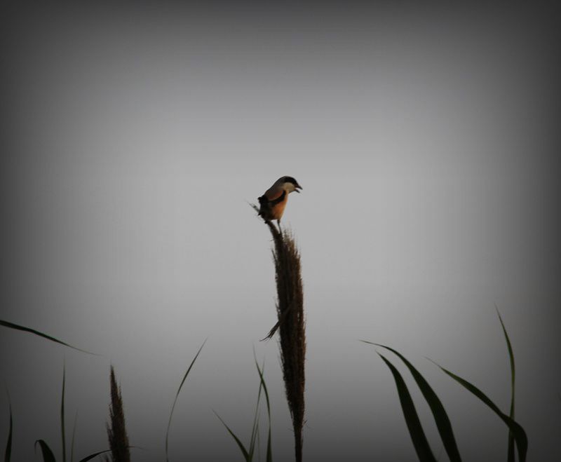 һֻ��������� (2).jpg