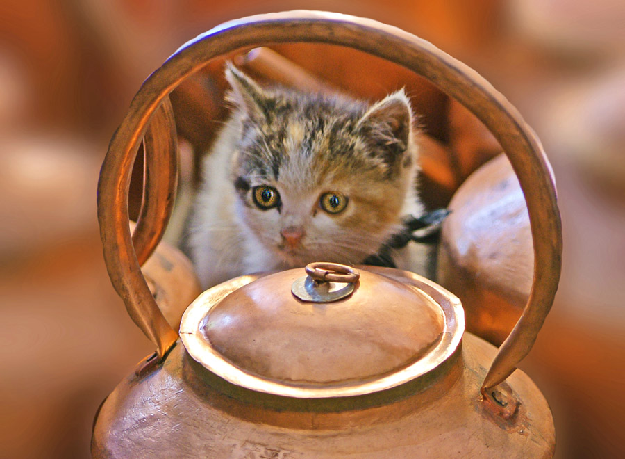 ��è��ͭ���������� ���㽱 ������ ����.jpg