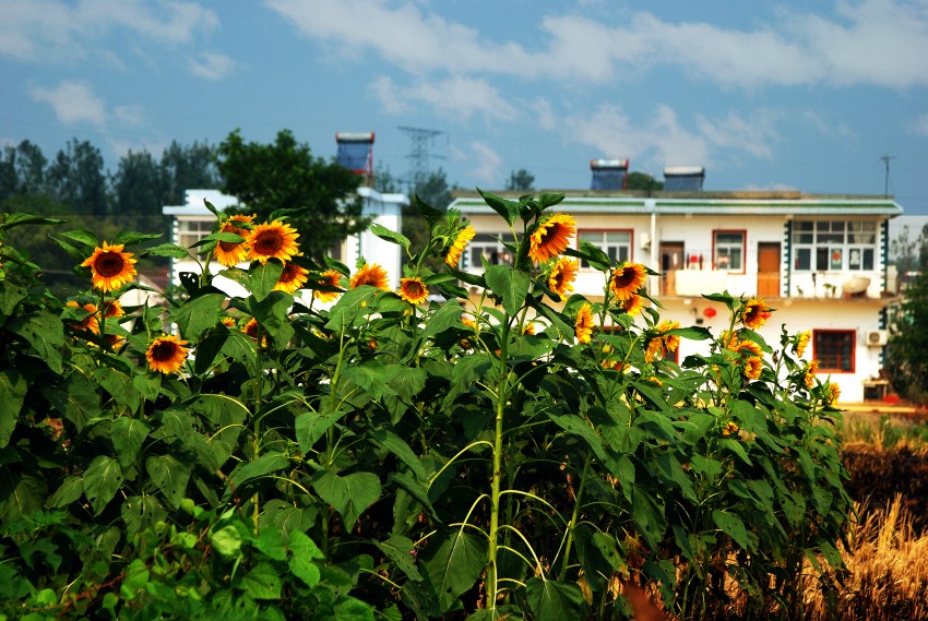 ����ũ�壩  �����13033110789_conew1.JPG