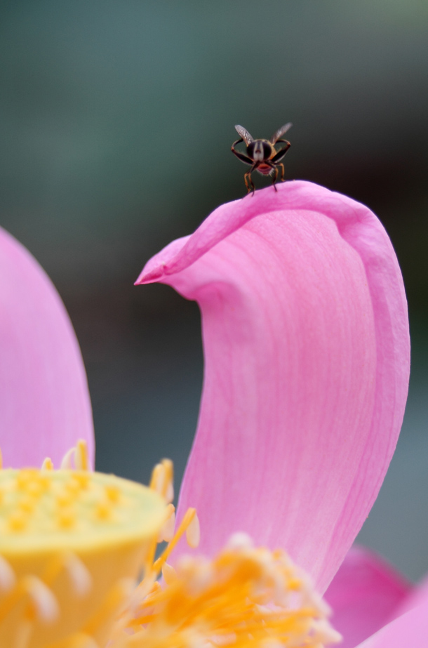 IMG_1145 ����.jpg