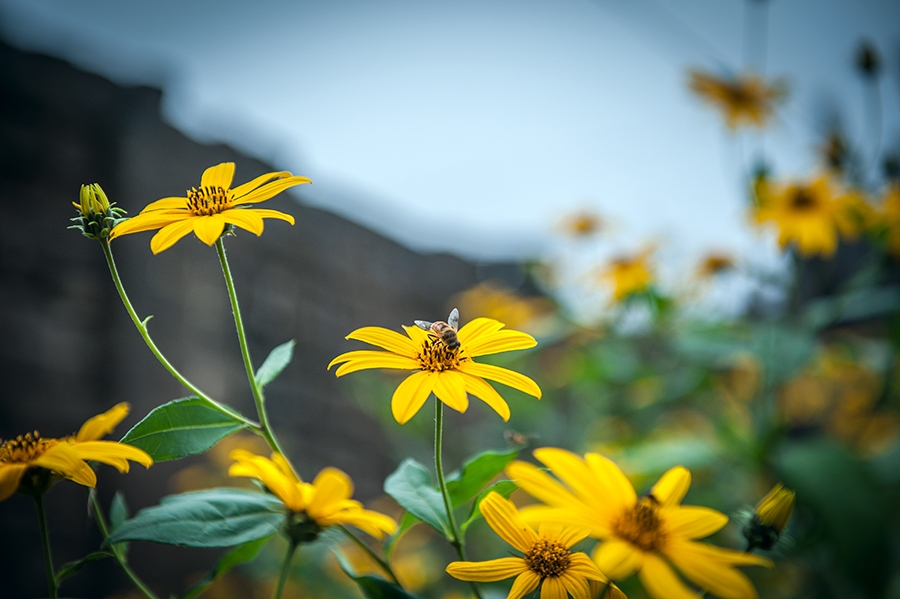 _DSC5581 ����.jpg